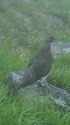 大日岳の雄雷鳥