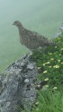 大日岳のママ雷鳥2
