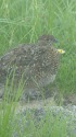 大日岳のチビ雷鳥3