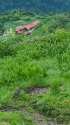 鏡池小屋を望む