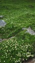 お花畑