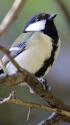 シジュウカラ57