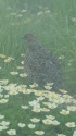 大日岳のチビ雷鳥5