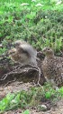 チビとママ雷鳥