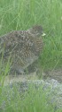 大日岳のチビ雷鳥6