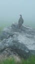 大日岳の雄雷鳥3