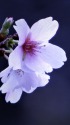 十月桜