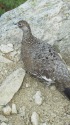 唐松岳の雄雷鳥2