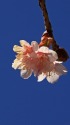 寒桜