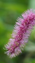 なに花