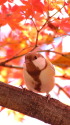 白いシジュウカラ211
