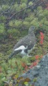 白馬乗鞍岳の雄雷鳥2