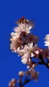 寒桜