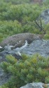 白馬乗鞍岳の雄雷鳥4