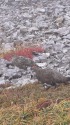 三国境の雷鳥達