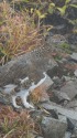 小蓮華山の雌雷鳥2