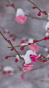 散歩道の花 1801-24-1