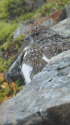 白馬岳のチビ雷鳥2