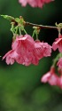 沖縄の寒緋桜