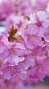 河津桜