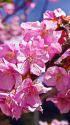 河津桜