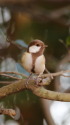 白いシジュウカラ225
