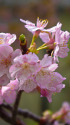 河津桜
