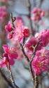 長谷川寒紅