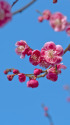 散歩道の花 1802-16-1