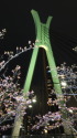 河津桜と中央大橋