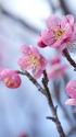 散歩道の花 1802-21-1