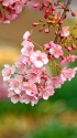 河津桜