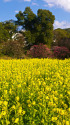 都心の菜の花畑