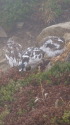 抜戸岳の雷鳥達7