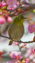 河津桜とメジロ