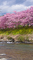 河津川沿いの桜並木