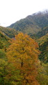 安房峠の紅葉