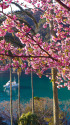 河津桜と下田の海