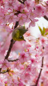 河津桜とメジロ