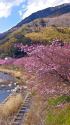 河津川沿いの桜並木