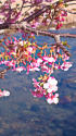 水辺の河津桜
