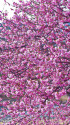咲き誇る河津桜