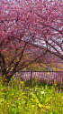 河津桜と菜の花