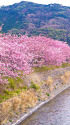 河津川と桜並木