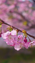 河津桜