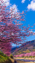 早春を彩る河津桜