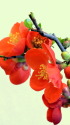 木瓜