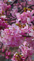 早春の煌めき 河津桜