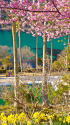 河津桜と水仙
