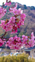 伊豆の山里を彩る河津桜